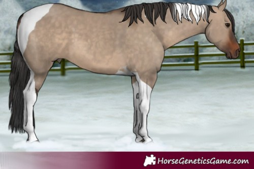 Horse Color:Brown Dun Tobiano