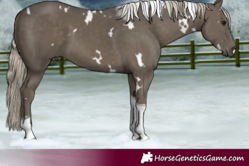 Horse Color:White Spotted Silver Pseudo Smoky Black Tobiano