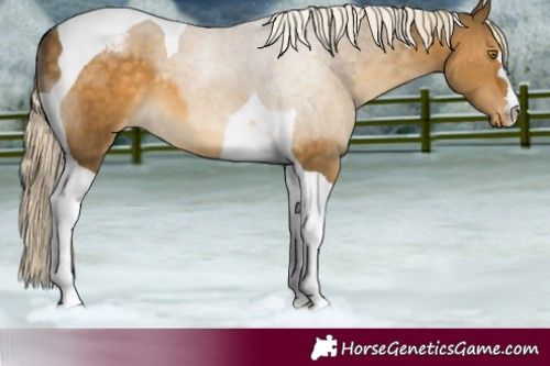 Horse Color:Pseudo Chocolate Palomino Dun Tobiano Varnish