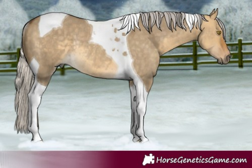 Horse Color:Silver Pseudo Buckskin Dun Tobiano Rabicano 