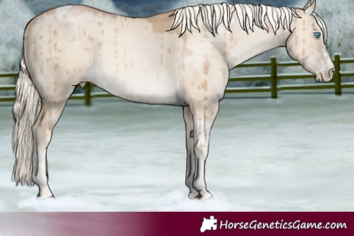 Horse Color:White Spotted Chocolate Palomino Dun Tobiano Brindle 