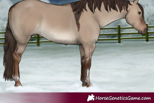 Horse Color:Liver Red Dun Tobiano 