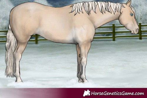 Horse Color:Palomino Tobiano Rabicano