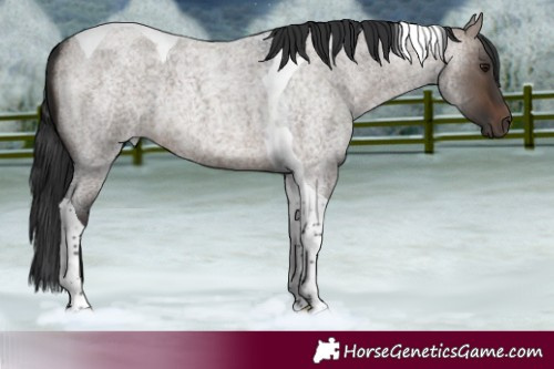 Horse Color:Brown Roan Dun Tobiano 