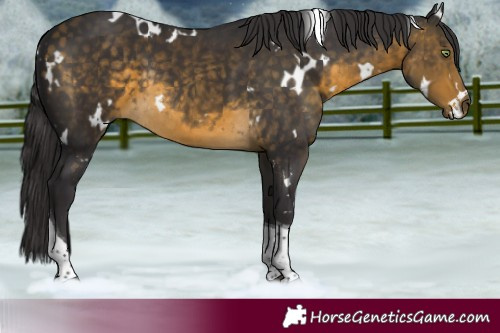 Horse Color:White Spotted Pseudo Buckskin Tobiano Rabicano 