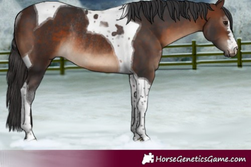 Horse Color:Brown Tobiano Rabicano