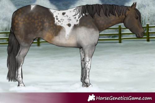 Horse Color:Pseudo Buckskin Tobiano Rabicano 