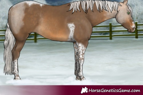 Horse Color:Silver Pseudo Buckskin Tobiano Rabicano 