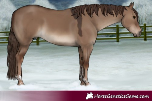 Horse Color:Liver Red Dun Tobiano Rabicano 