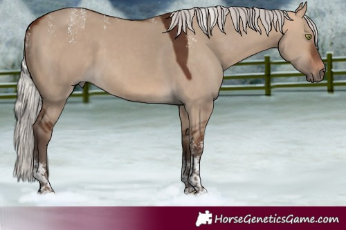 Horse Color:Powder White Silver Bay Dun Tobiano