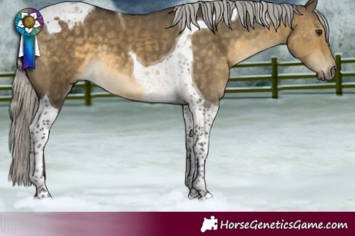 Horse Color:Silver Buckskin Dun Tobiano 