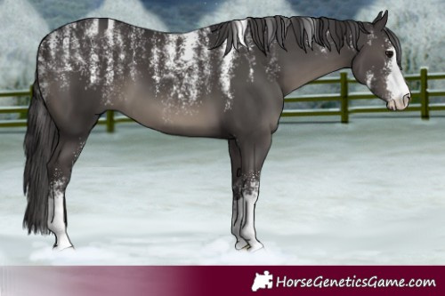 Horse Color:Powder White Smoky Black 