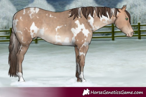 Horse Color:White Spotted Amber Champagne Varnish Rabicano