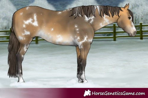 Horse Color:White Spotted Buckskin 