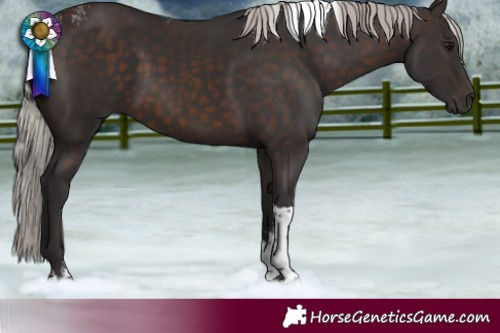 Horse Color:Powder White Silver Brown Tobiano