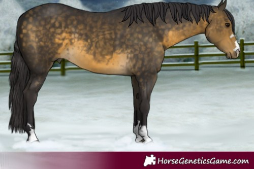Horse Color:Buckskin 