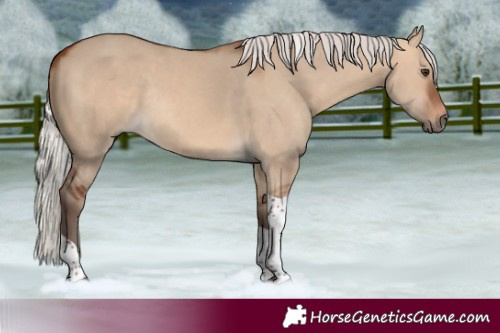 Horse Color:Silver Bay Dun Tobiano Rabicano 
