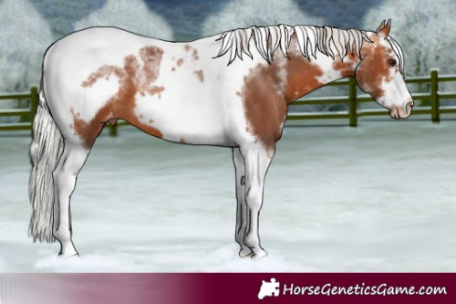 Horse Color:Powder White Silver Bay Tobiano Frame Skewed LP Spotted 