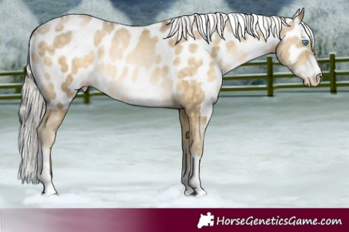 Horse Color:Silver Brown Tobiano Skewed LP Spotted 
