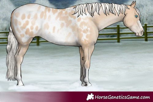 Horse Color:Silver Black Tobiano Frame Near Leopard Rabicano 