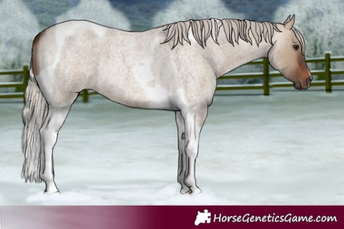 Horse Color:Silver Brown Roan Dun Tobiano 