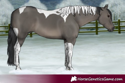 Horse Color:Grullo Tobiano 
