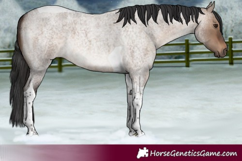 Horse Color:Brown Roan Dun Tobiano 