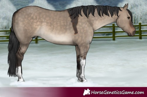 Horse Color:Brown Dun Tobiano