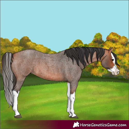 Horse Color:Unknown 