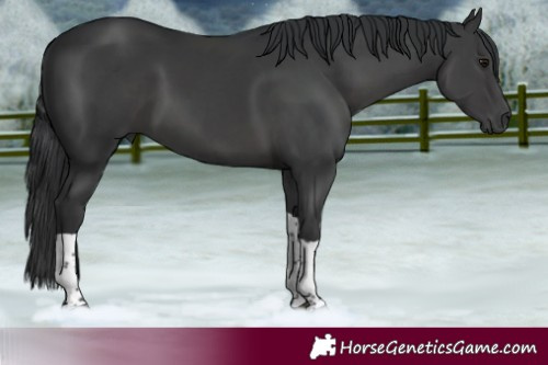 Horse Color:Black Tobiano