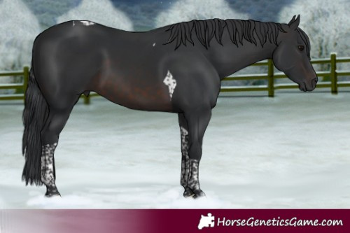 Horse Color:Brown Tobiano 