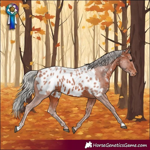 Horse Color:Silver Brown Near Leopard