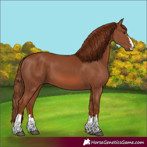 Horse Color:Chestnut 