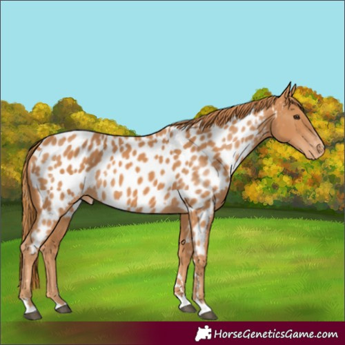 Horse Color:Chestnut Near Leopard Rabicano