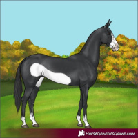 Horse Color:Black Frame 