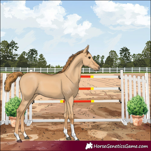 Horse Color:Red Dun Tobiano 