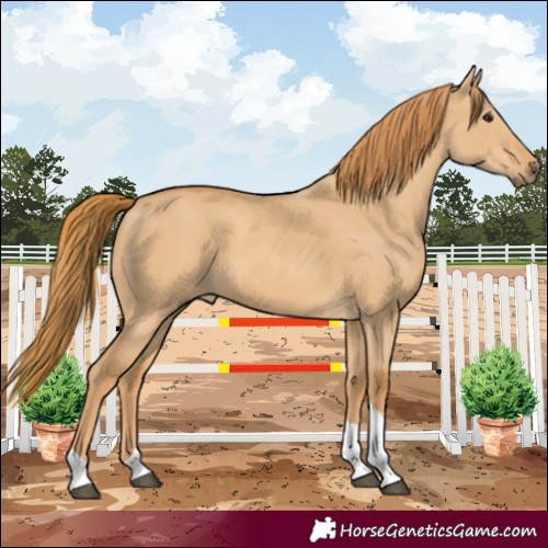 Horse Color:Red Dun Tobiano