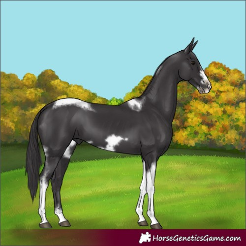 Horse Color:Smoky Black Tobiano Frame 