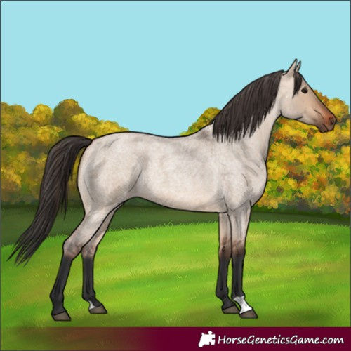 Horse Color:Bay Roan Dun