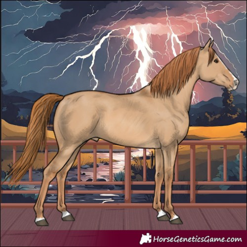 Horse Color:White Spotted Red Dun Splash