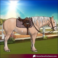 Horse Color:Silver Amber Champagne Frame 