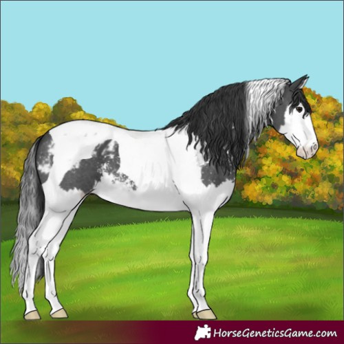 Horse Color:Black Sabino Splash Tobiano Blanket 
