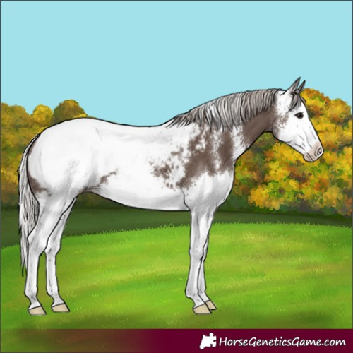 Horse Color:Silver Black Sabino Splash Snowcap