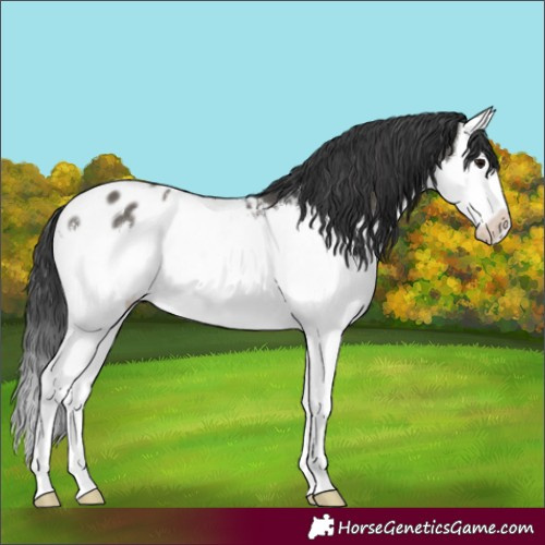 Horse Color:Grullo Splash Blanket