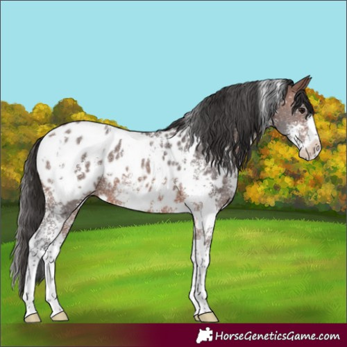 Horse Color:White Spotted Brown Sabino Blanket 