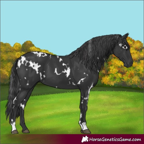 Horse Color:White Spotted Black
