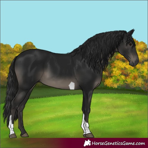 Horse Color:Gray Black Tobiano