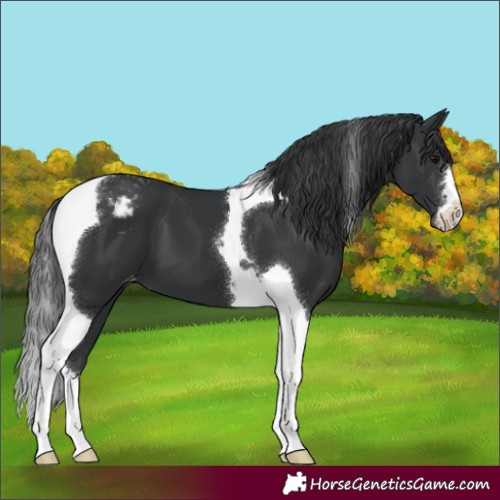 Horse Color:Black Tobiano Varnish 