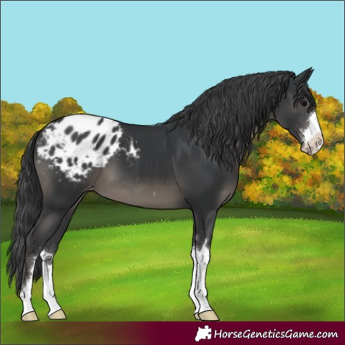 Horse Color:Black Varnish
