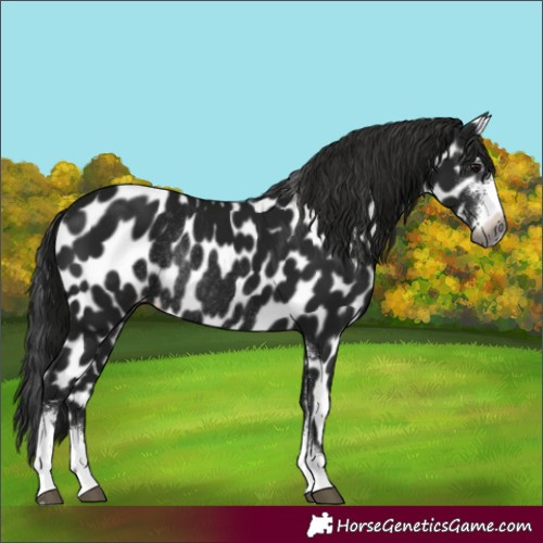 Horse Color:Gray Black Sabino Near Leopard Rabicano 